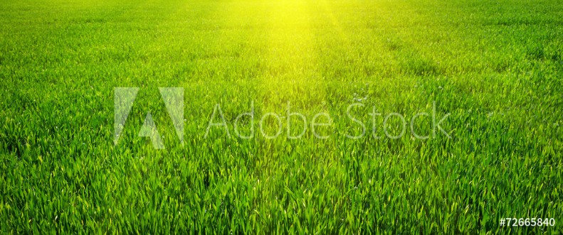 Picture of Green lawn for background
